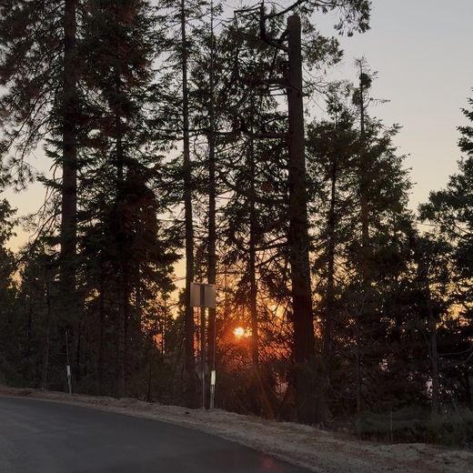 Tall pines at sunset in the Sierra Nevada foothills