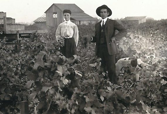 Early 1900s photo of a man and woman standing in a grape vineyard, with farm buildings behind